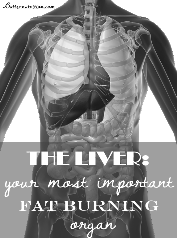 The LIVER: your most important fat burning organ! | Butternutrition.com