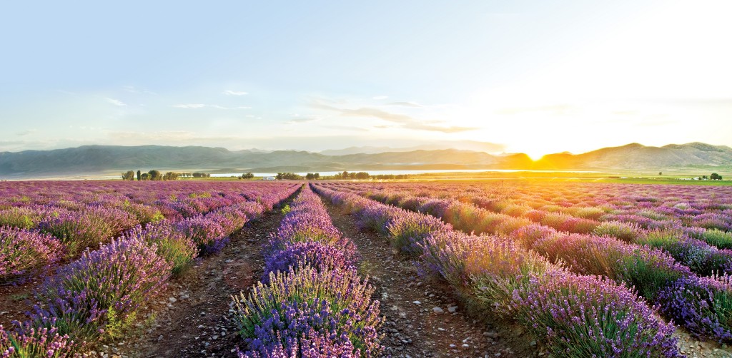 farms-lavender