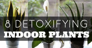 8 Detoxifying Indoor Plants | Butter Nutrition