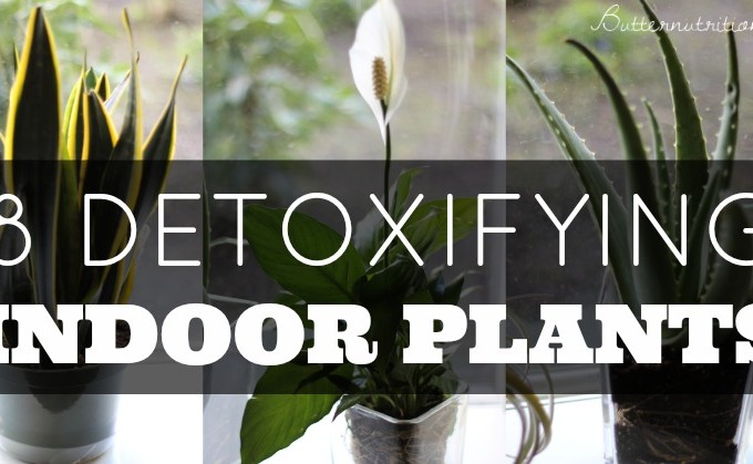 8 Detoxifying Indoor Plants | Butter Nutrition