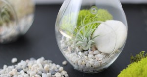 How to make a Terrarium- The perfect DIY gift!