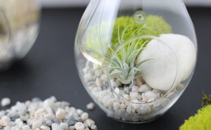 How to make a Terrarium- The perfect DIY gift!