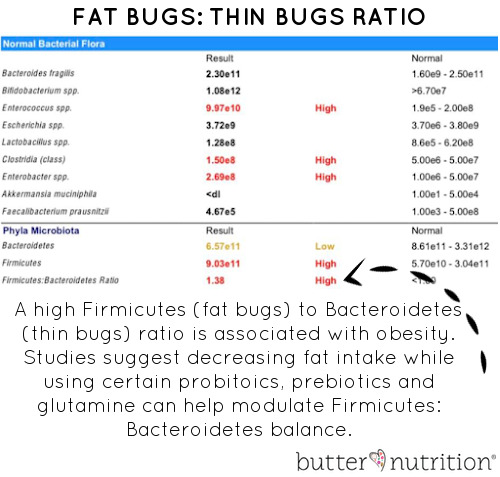 Firmicutes: Bacteroidetes Ratio | Butter Nutrition