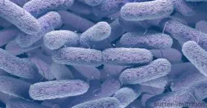 close up image of bacteria
