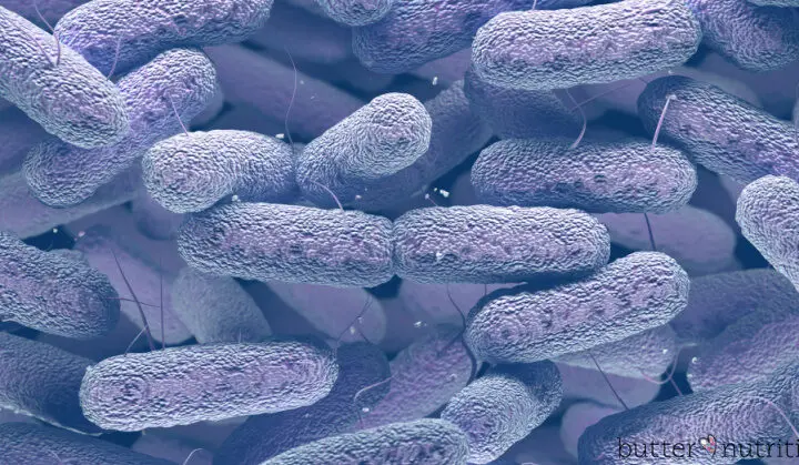 close up image of bacteria